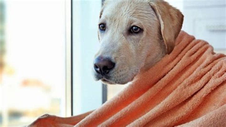Can you let a dog dry naturally after a bath?