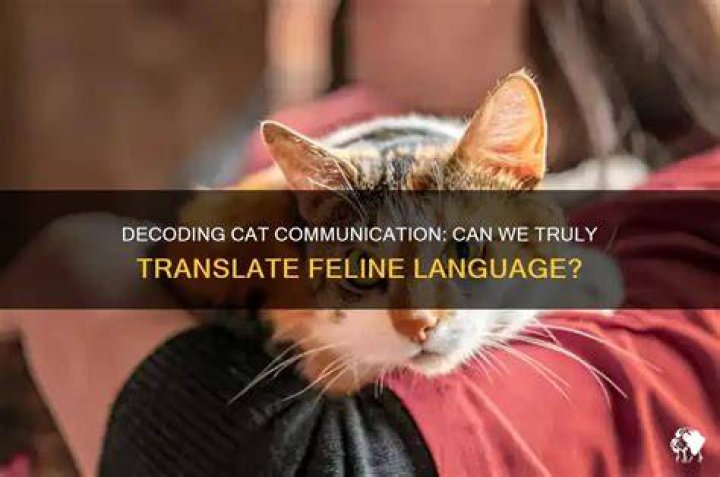 Can you translate what my cat is saying?