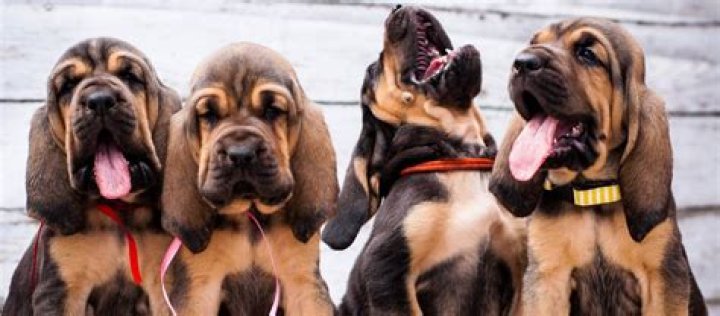 Do Bloodhounds have the best sense of smell?