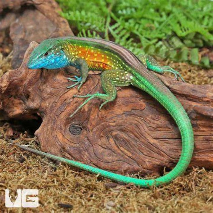 How big do rainbow whiptail lizards get?