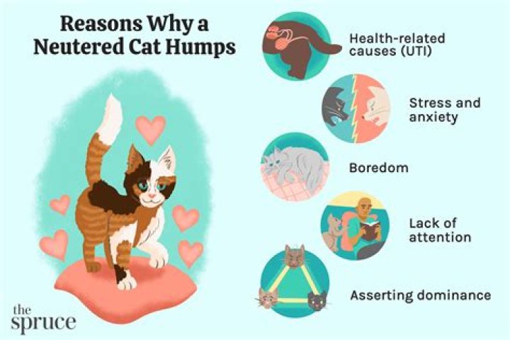How do I stop my cat from mounting my other cat?