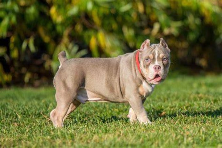 How do you take care of a pocket bully?