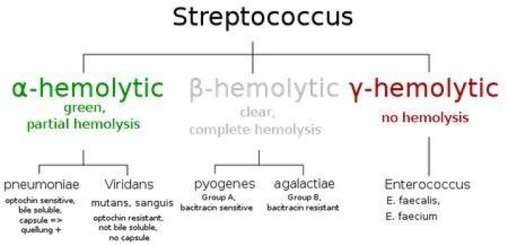 What antibiotics cover alpha hemolytic strep?