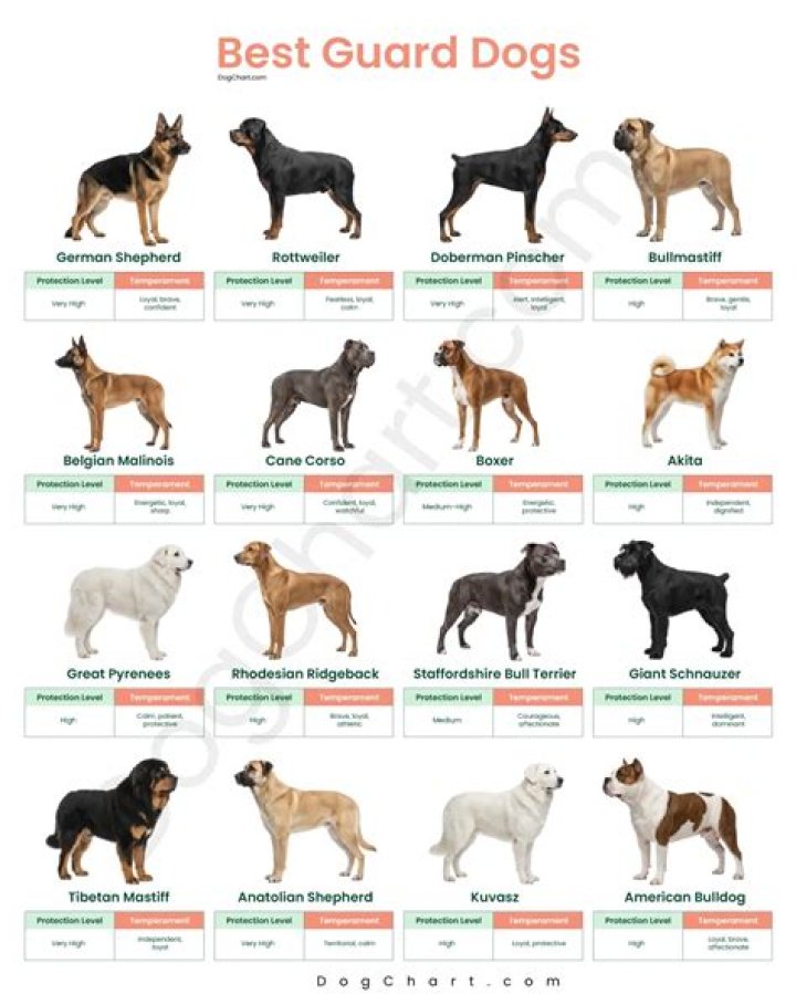 What breed are guard dogs?