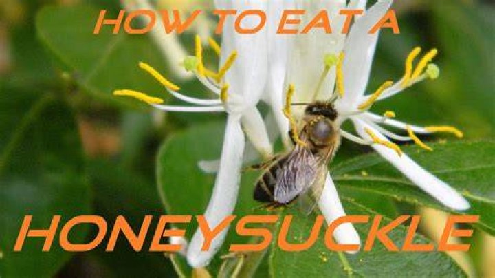 What happens if you eat honeysuckle?