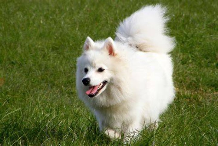 What kind of dog is white and fluffy?