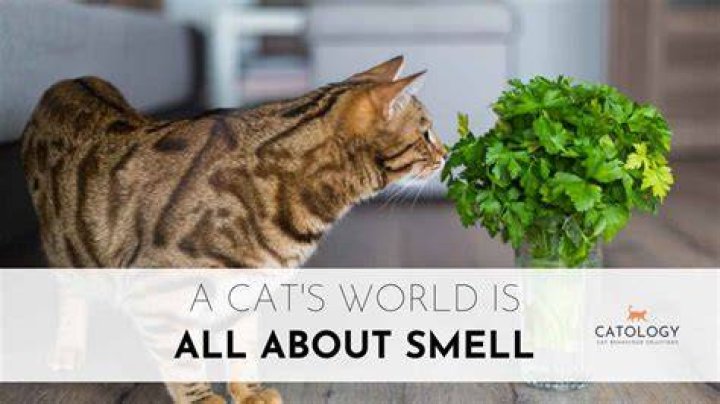 Which big cat has the best sense of smell?
