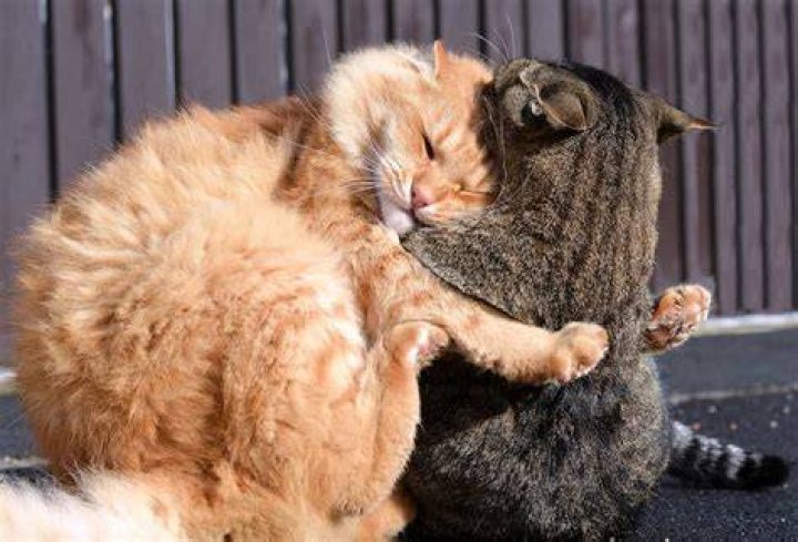 Why do cats fight themselves?